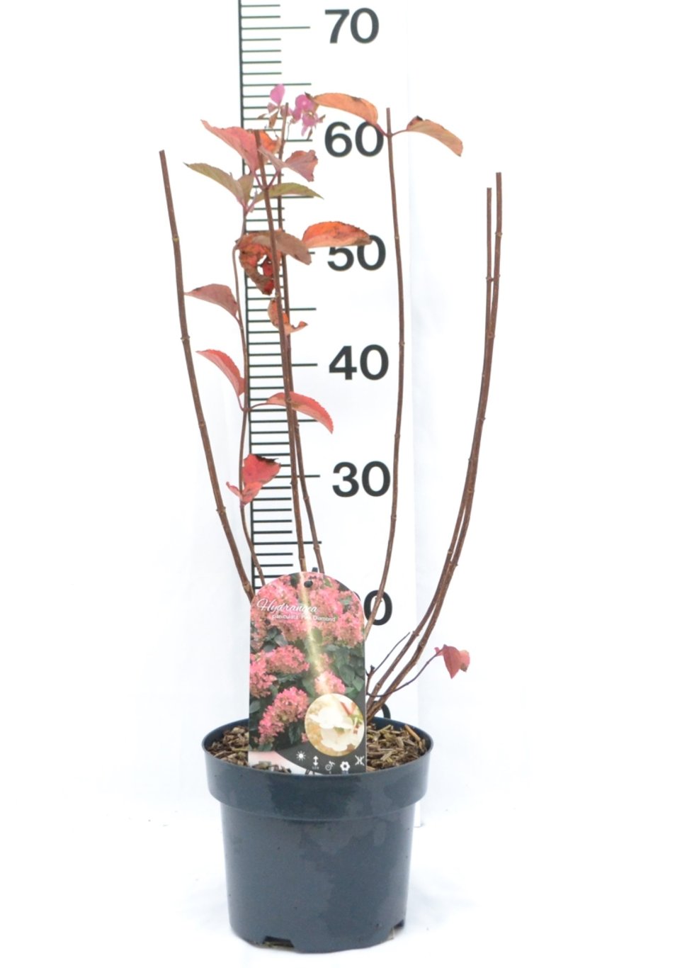 Hydrangea pan. 'Pink Diamond' - C3 20-40 CM